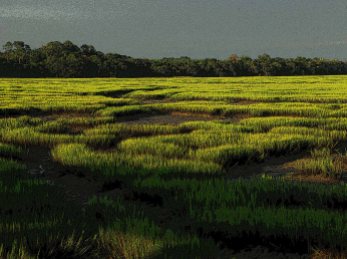 Selected for the Delta Exhibit at the Arkansas Arts Center in 2012, this photograph was made in South Carolina's tidewater coastal area, but is reminiscent of Southern marshland throughout the region. Looks good large.
