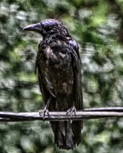 Wet Crow